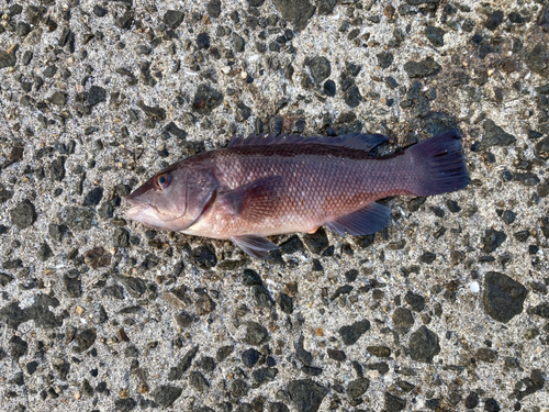 カンダイの釣果