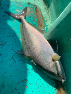 ショゴの釣果