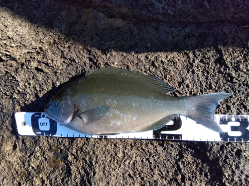 オナガグレの釣果