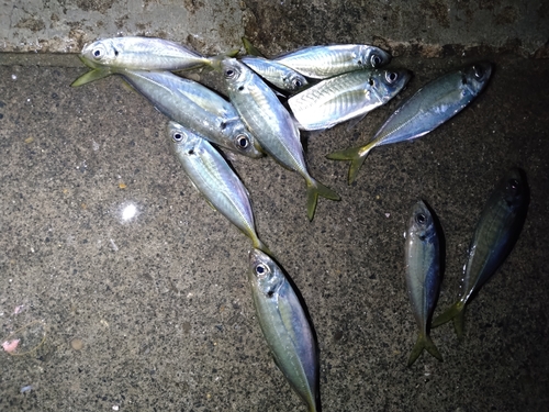 アジの釣果