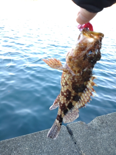 カサゴの釣果