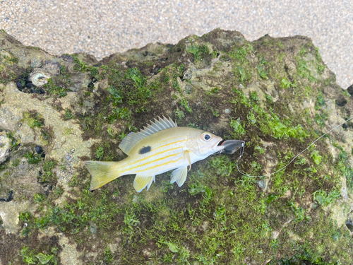 イッテンフエダイの釣果