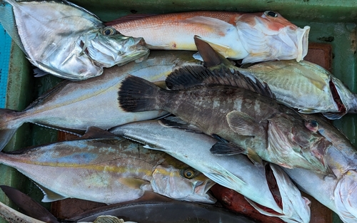 アカアマダイの釣果