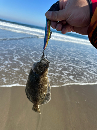 ヒラメの釣果