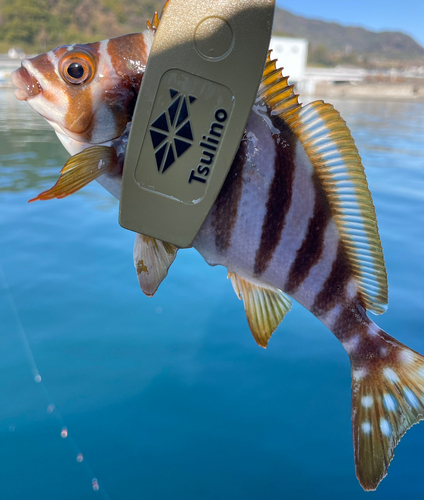 タカノハダイの釣果