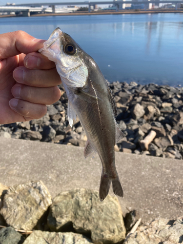 セイゴ（マルスズキ）の釣果