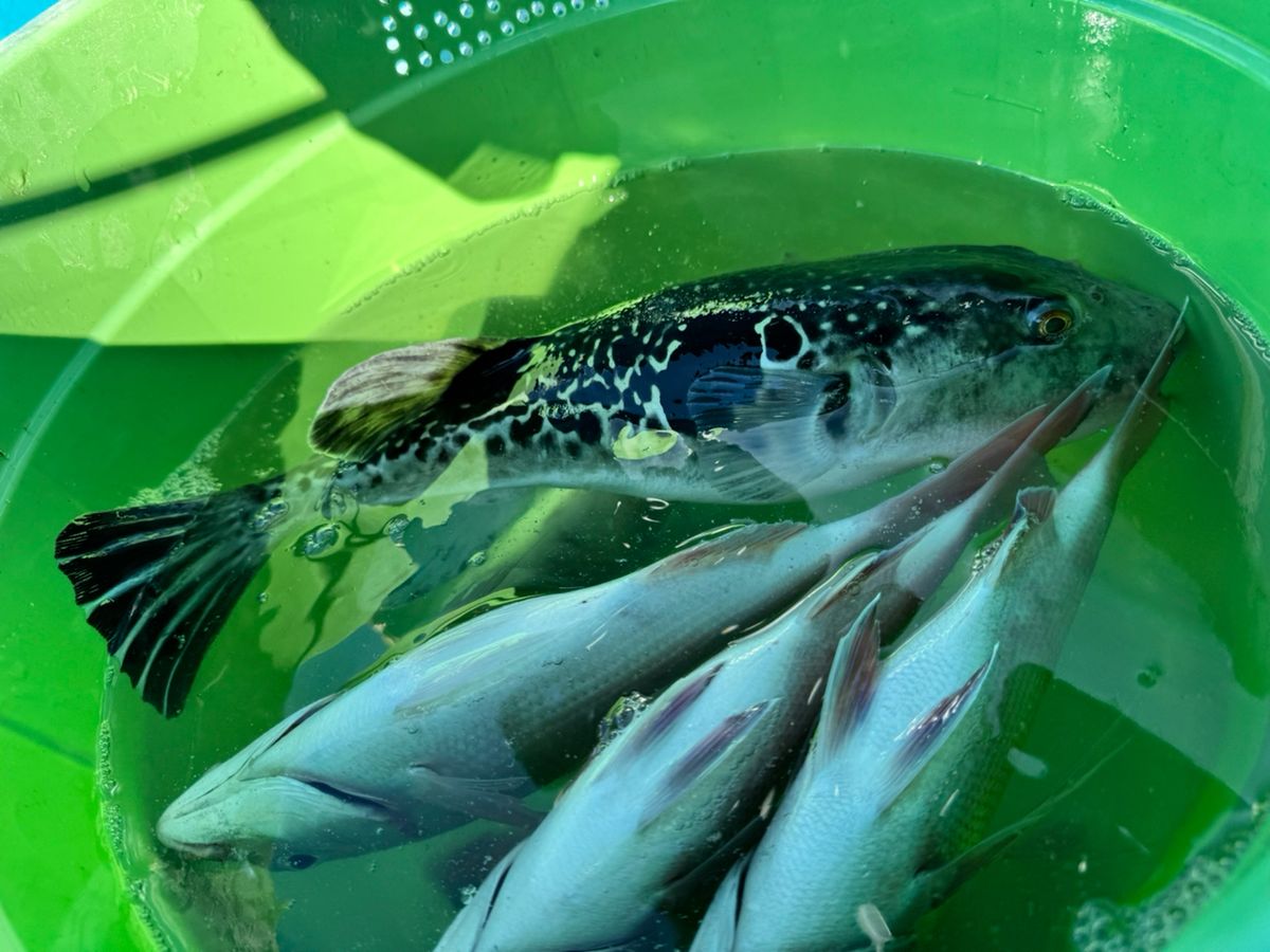 つよしの釣り浪漫さんの釣果 2枚目の画像