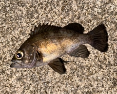 メバルの釣果