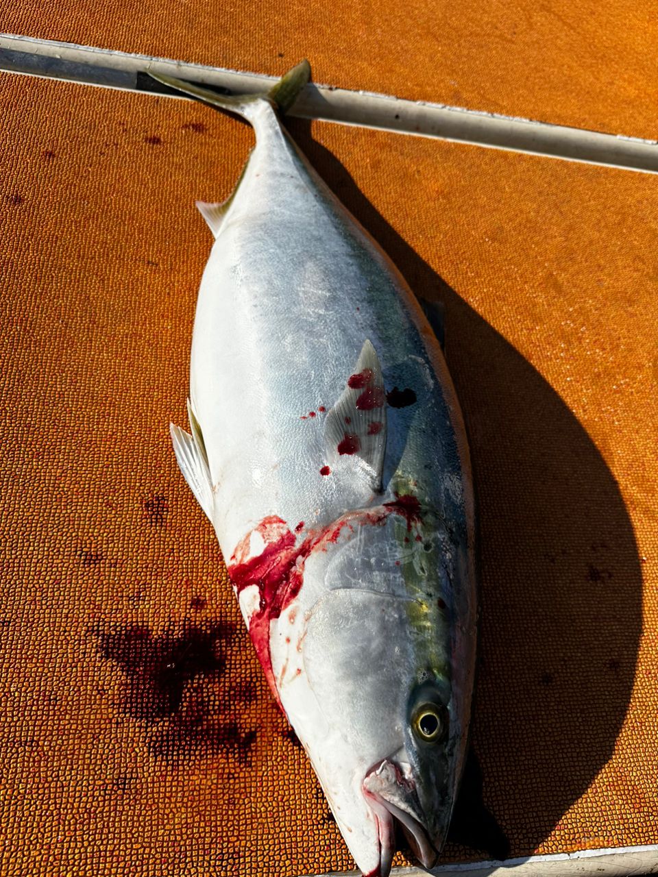 釣り暮らしさんの釣果 2枚目の画像