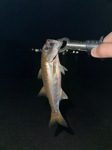 ムツの釣果