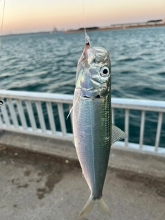 カタボシイワシの釣果