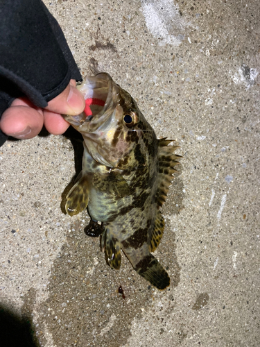 タケノコメバルの釣果