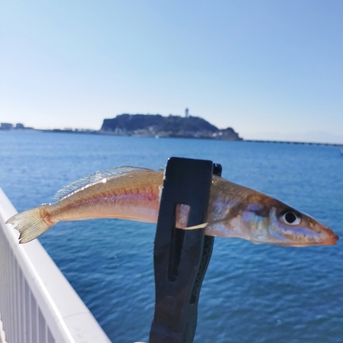 シロギスの釣果