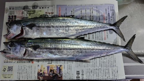 サゴシの釣果