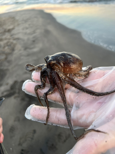 タコの釣果