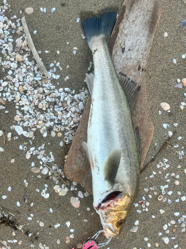 スズキの釣果