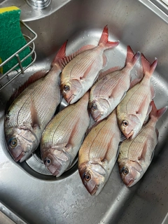 マダイの釣果