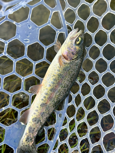 ニジマスの釣果