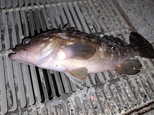 アコウの釣果