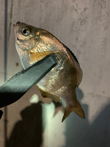 ウミタナゴの釣果