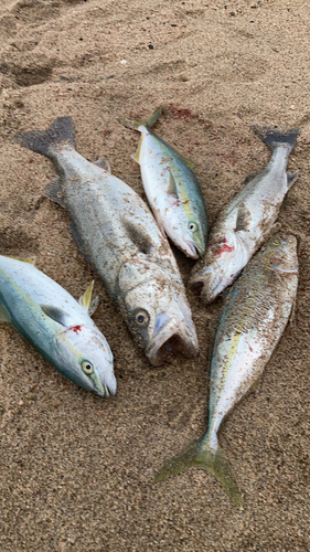 フッコ（タイリクスズキ）の釣果