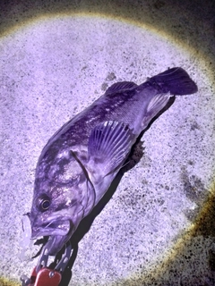 クロソイの釣果