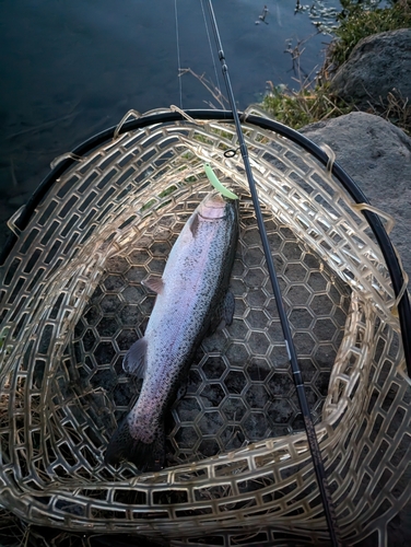 ニジマスの釣果