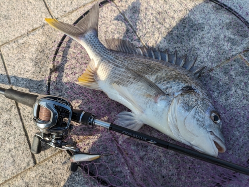 キビレの釣果