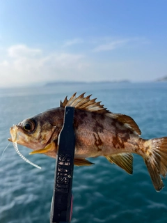 メバルの釣果