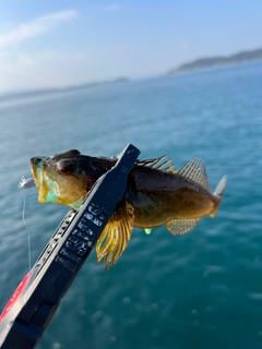 アナハゼの釣果