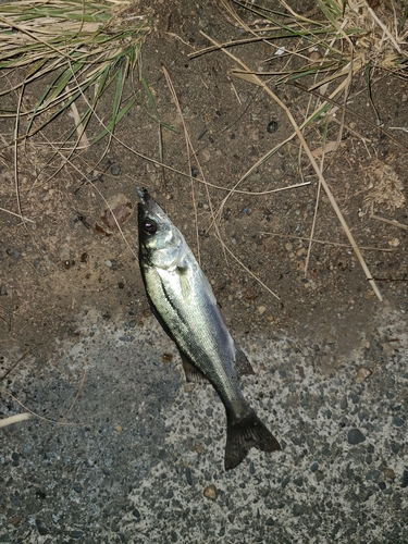 セイゴ（マルスズキ）の釣果