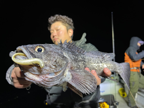 クロソイの釣果