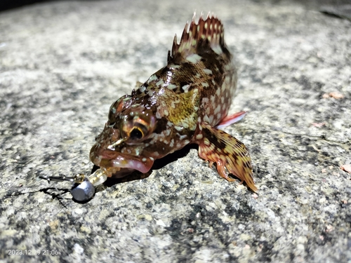 カサゴの釣果