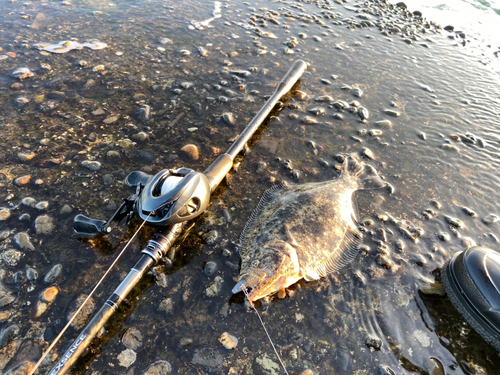 ソゲの釣果