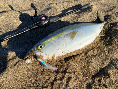 ワラサの釣果