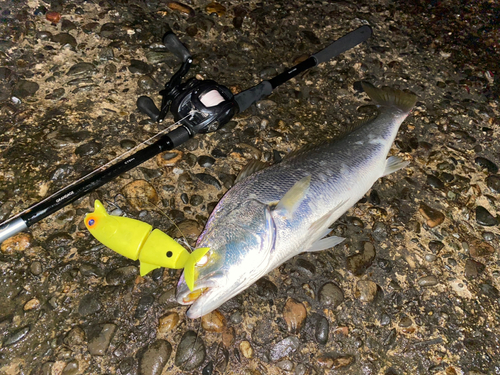 オオニベの釣果