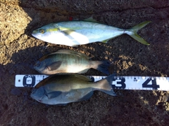 クチブトグレの釣果