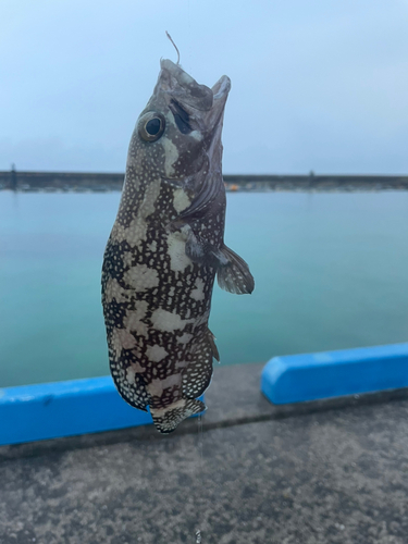 ヤイトハタの釣果