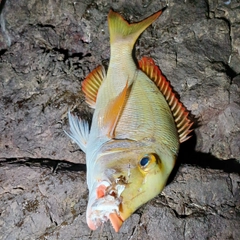 イソフエフキの釣果