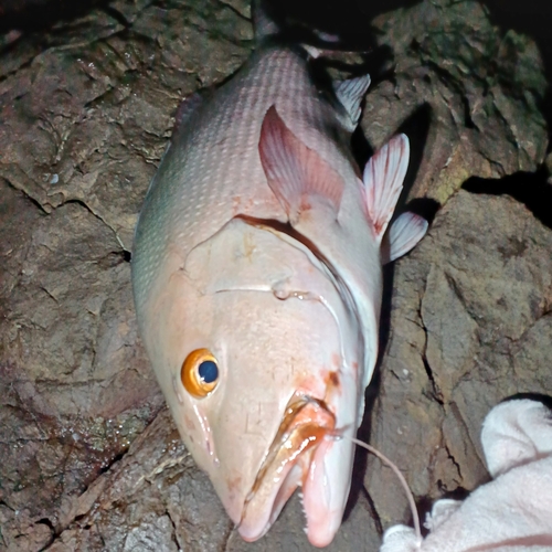 バラフエダイの釣果