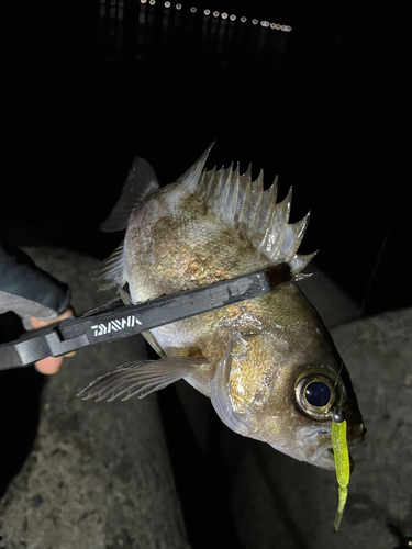 メバルの釣果