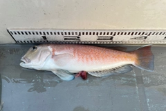 シロアマダイの釣果