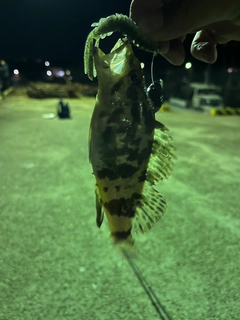 タケノコメバルの釣果