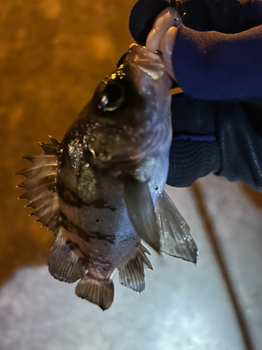 メバルの釣果