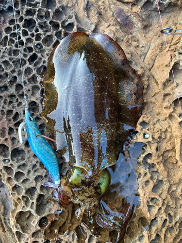 アオリイカの釣果