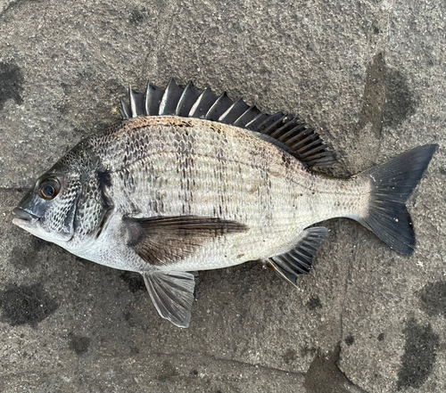 クロダイの釣果