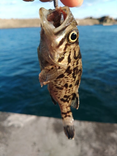 ソイの釣果