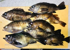 メバルの釣果