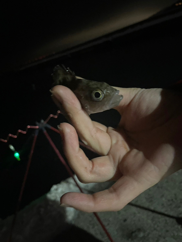 ガヤの釣果