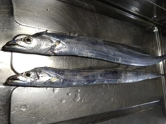 タチウオの釣果